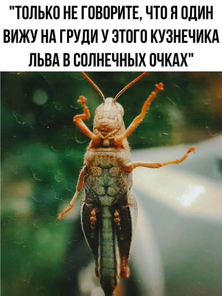 Картинка загружается...