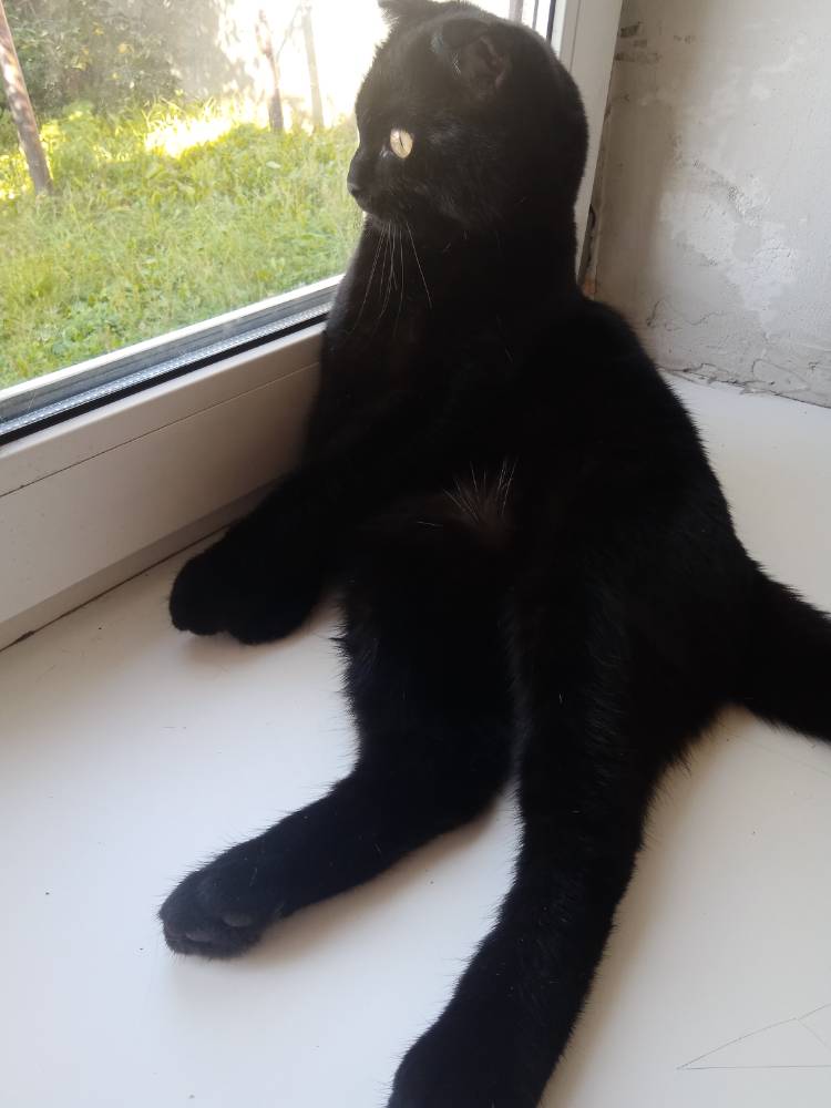 Картинка загружается...