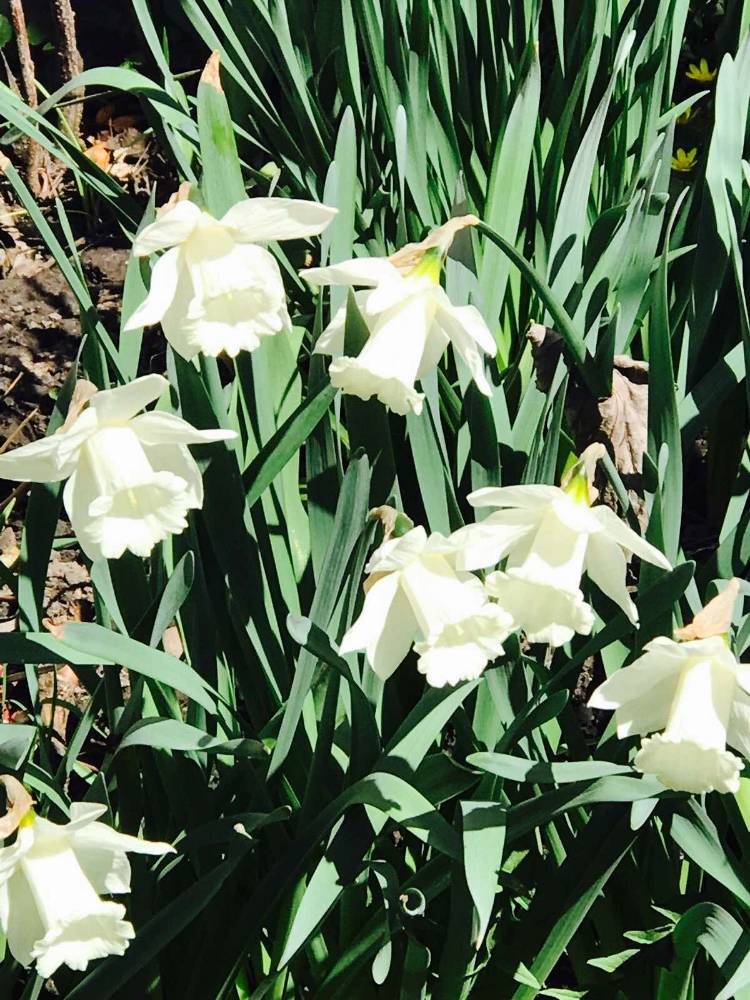 Картинка загружается...