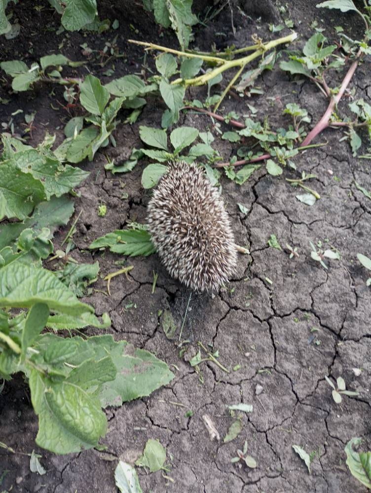 Картинка загружается...