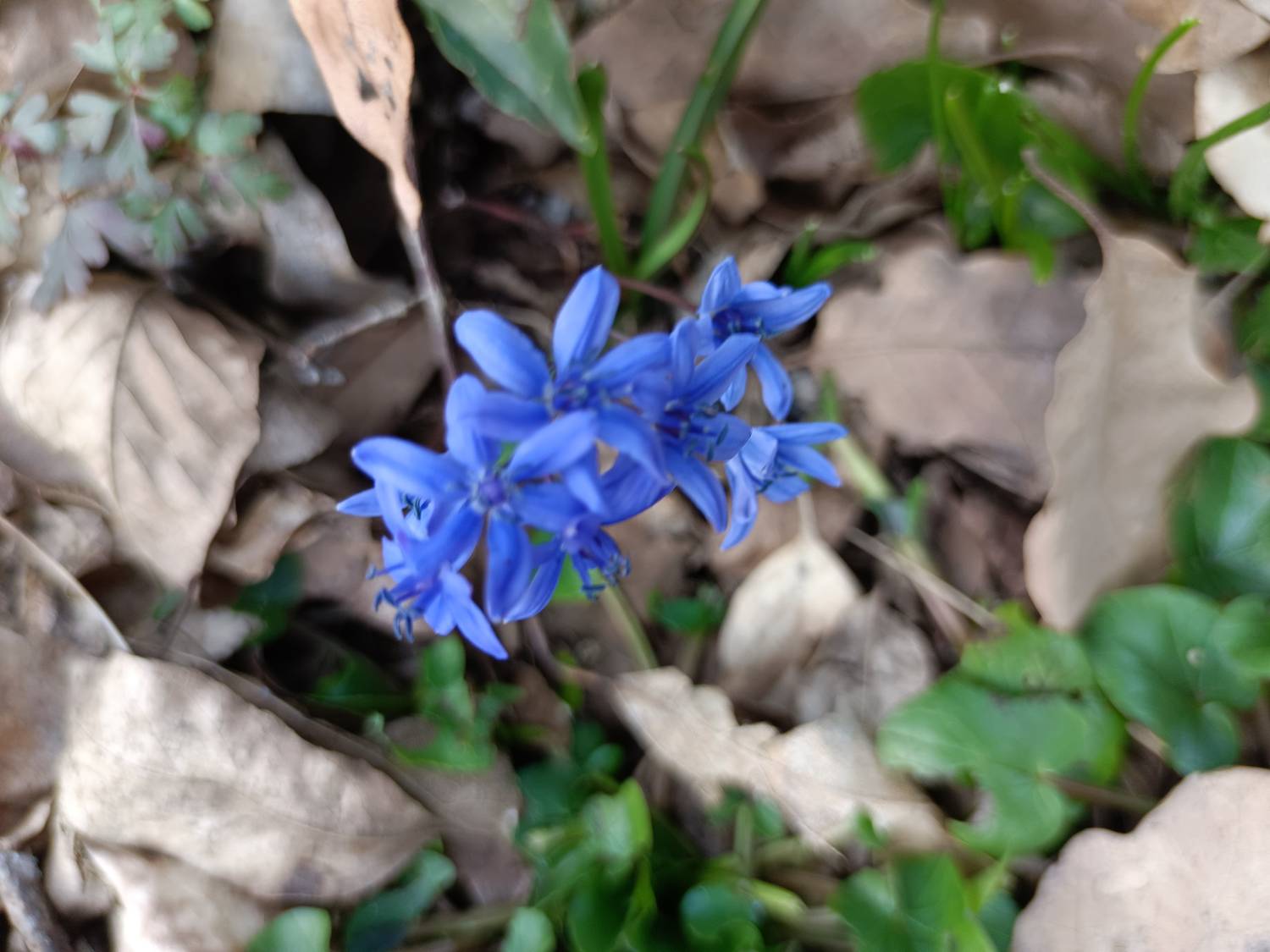 Картинка загружается...