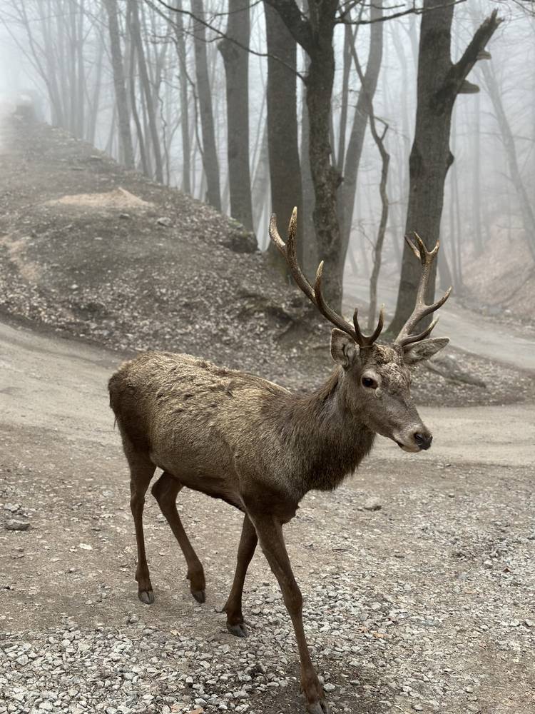 Картинка загружается...
