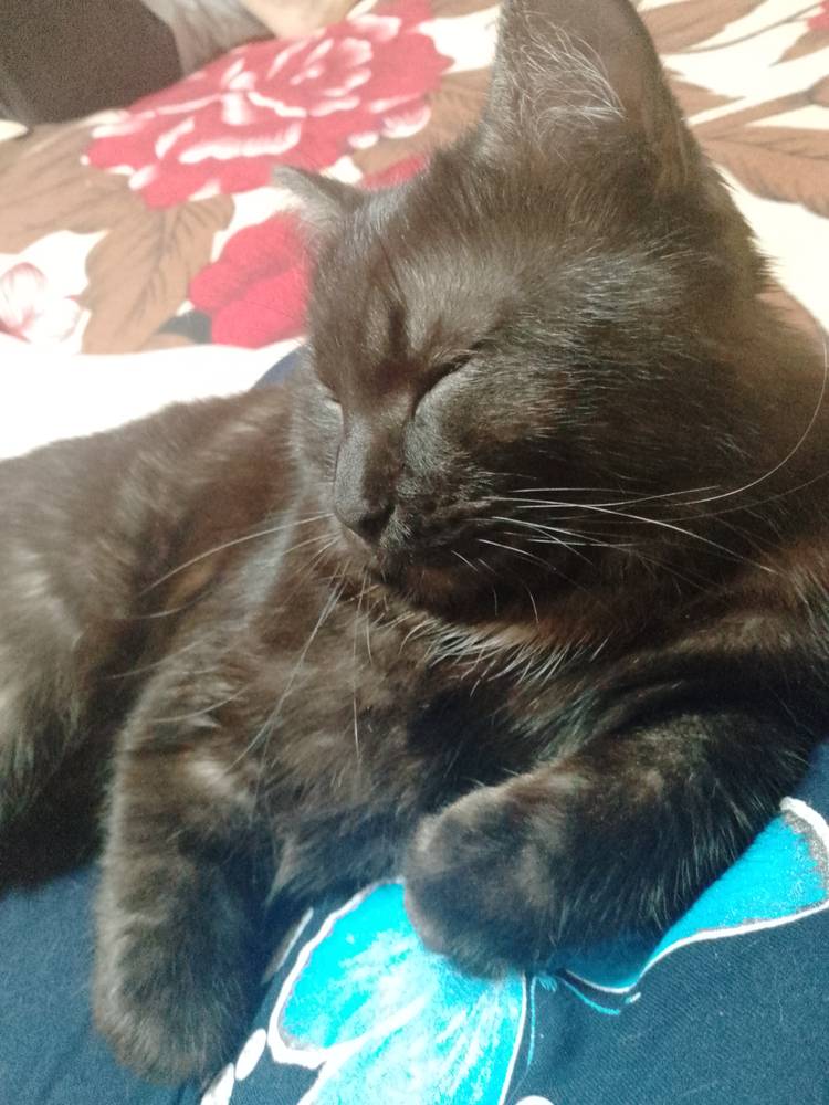 Картинка загружается...