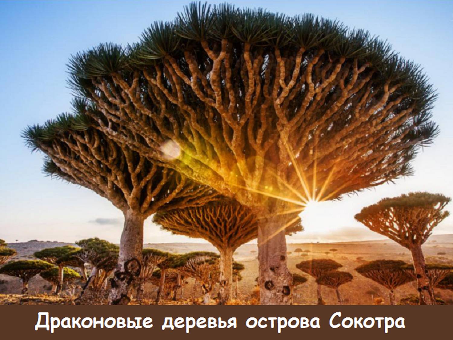 Удивительные создания планеты. Драконовые деревья на острове Сокотра. Деревья острова Сокотра Йемен. Йемен деревья Драконовые. Архипелаг Сокотра Йемен.