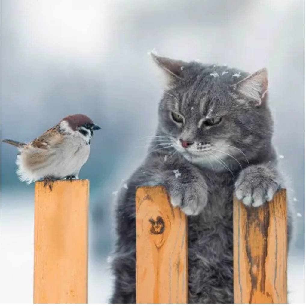 Картинка загружается...