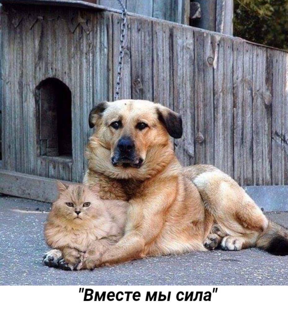 Картинка загружается...