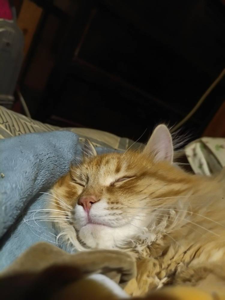 Картинка загружается...