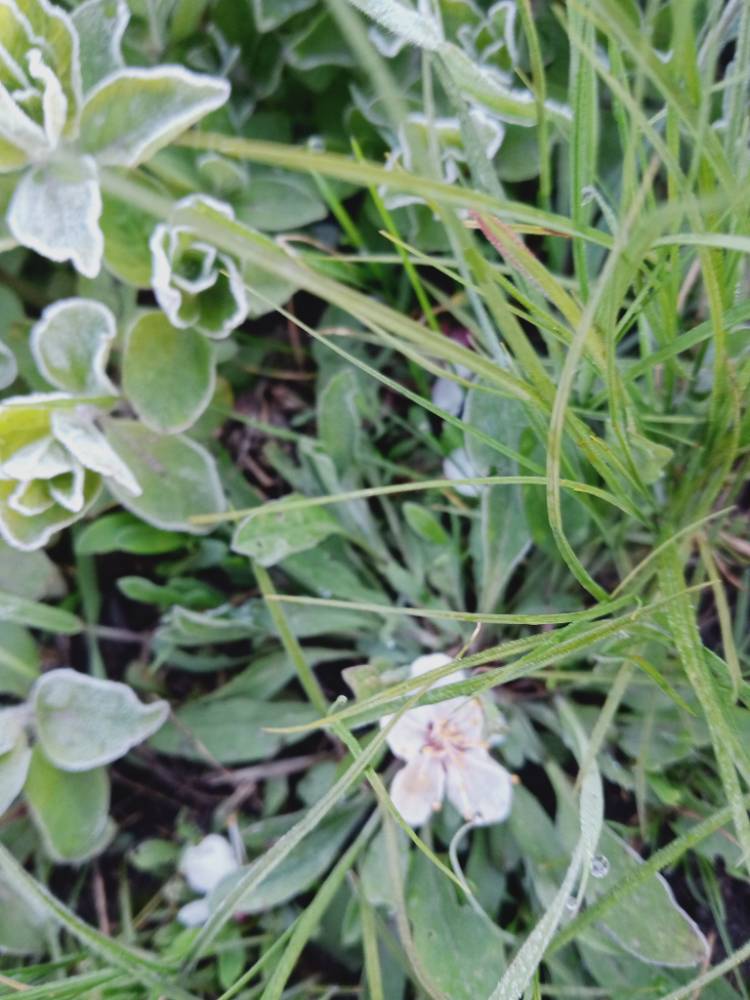 Картинка загружается...