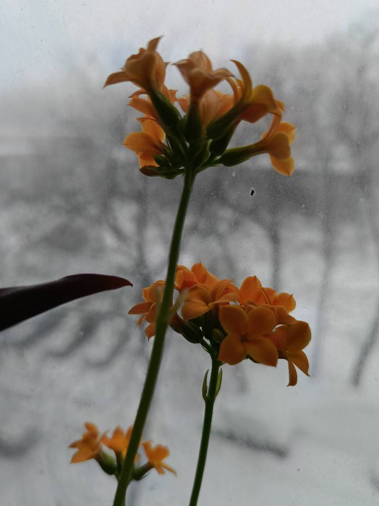 Картинка загружается...