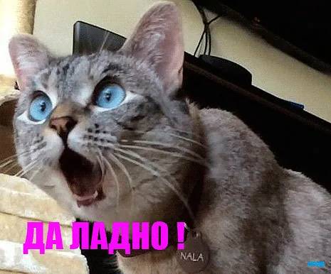 Картинка загружается...