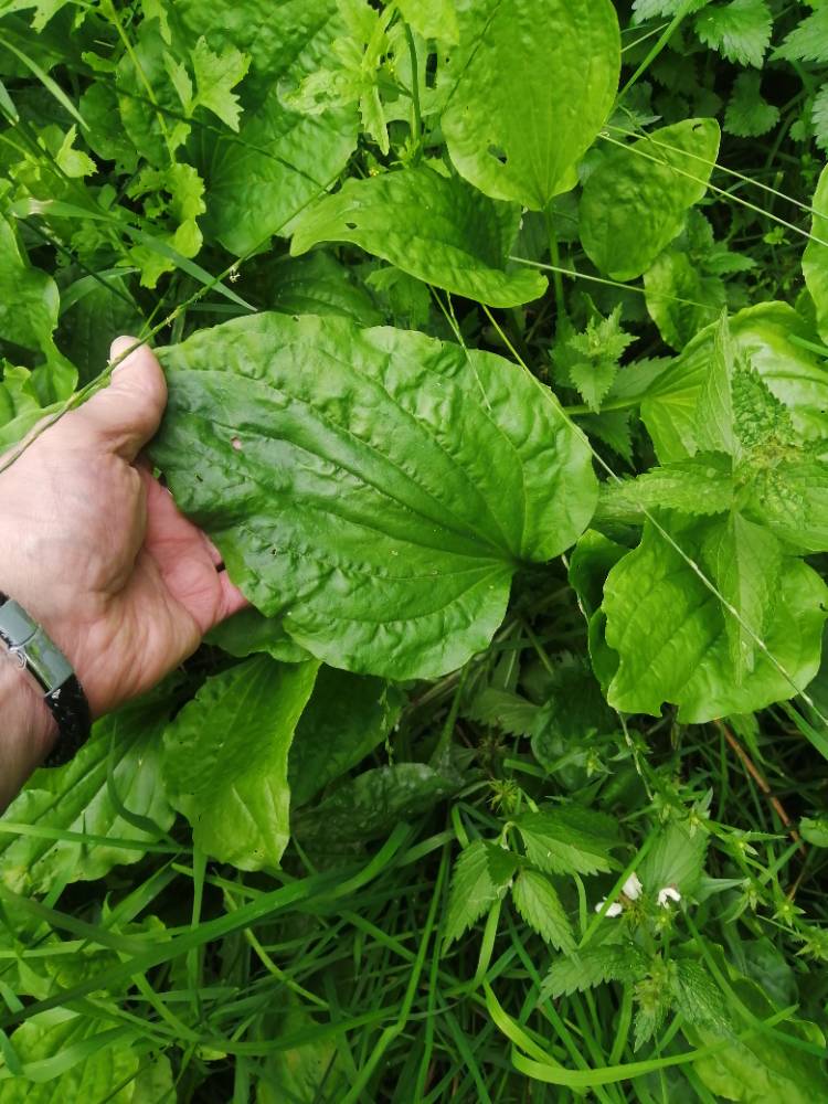 Картинка загружается...