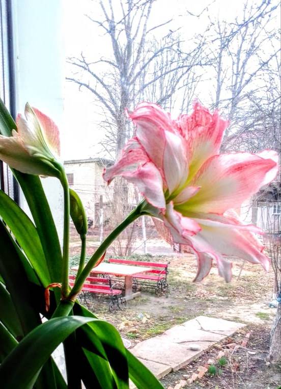 Картинка загружается...