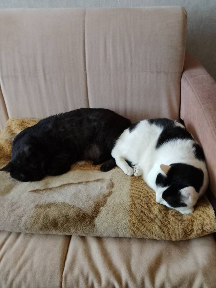 Картинка загружается...