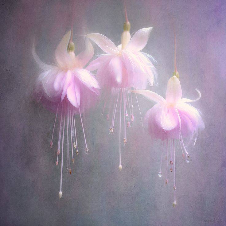 Картинка загружается...