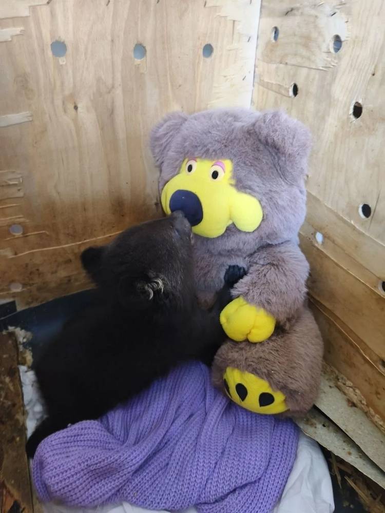 Картинка загружается...