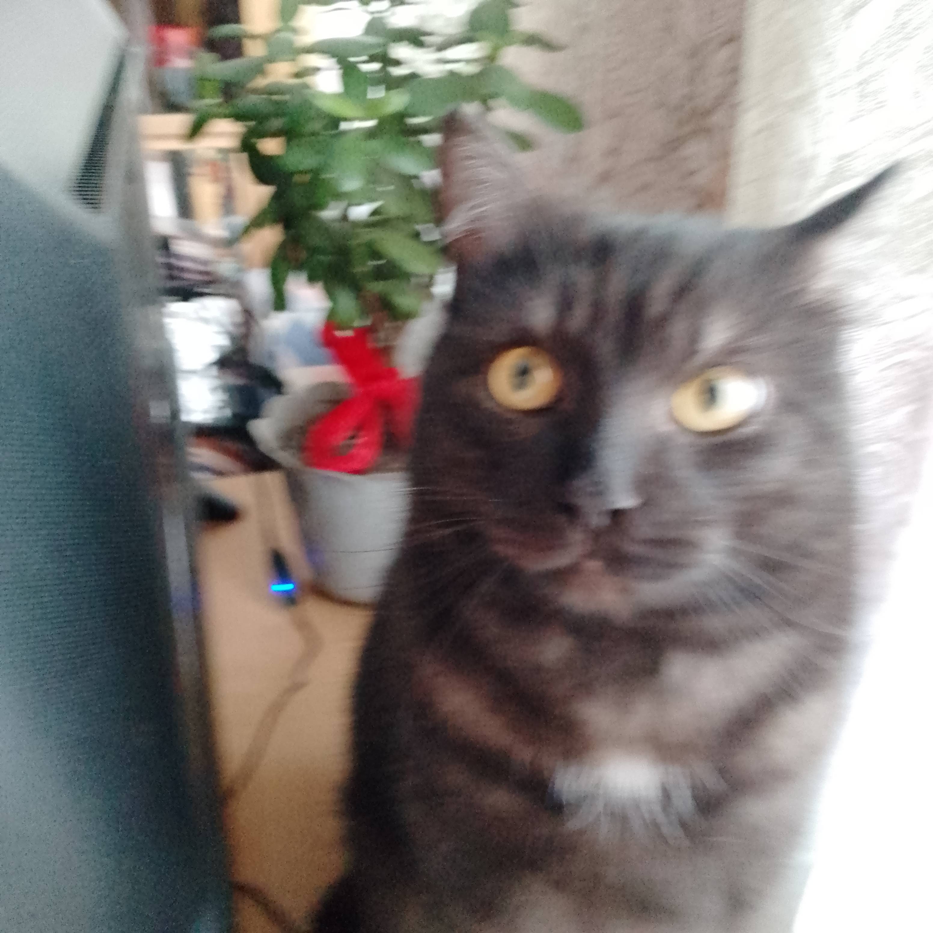 Картинка загружается...