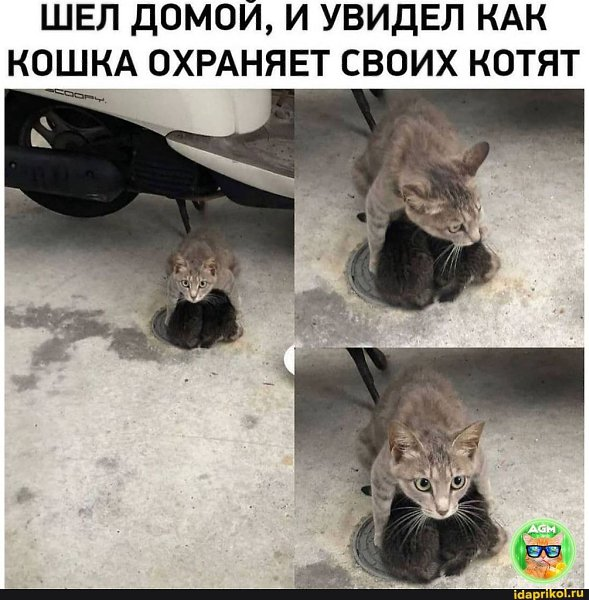 Картинка загружается...