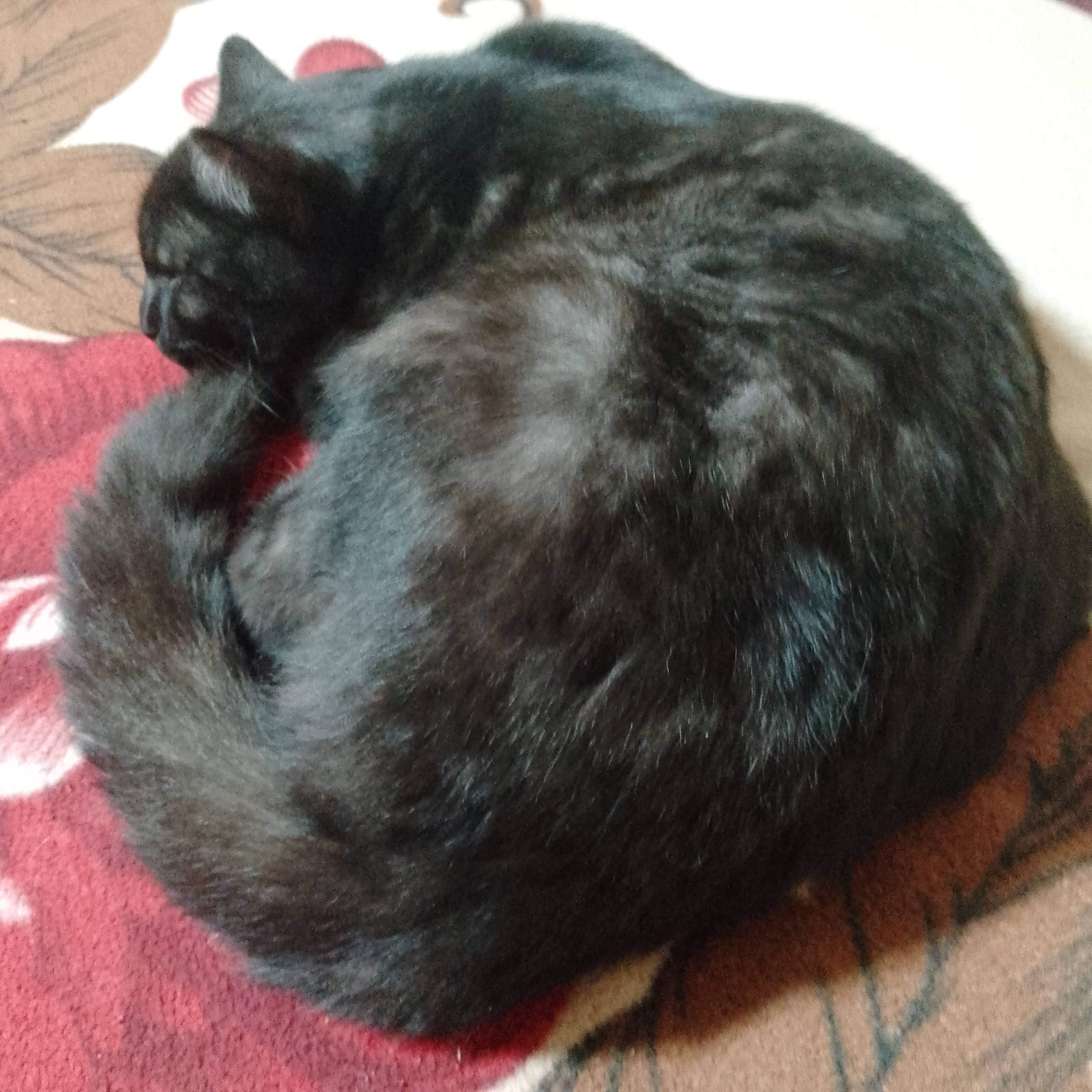 Картинка загружается...