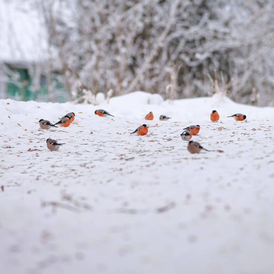 Картинка загружается...