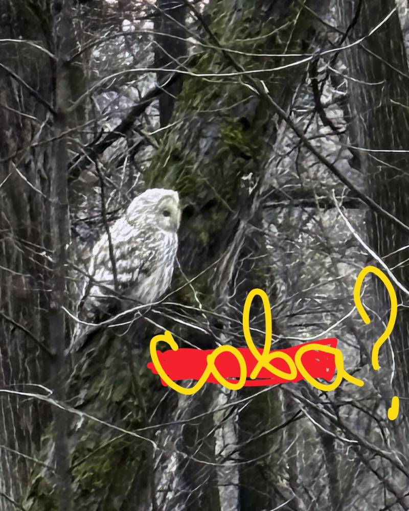 Картинка загружается...