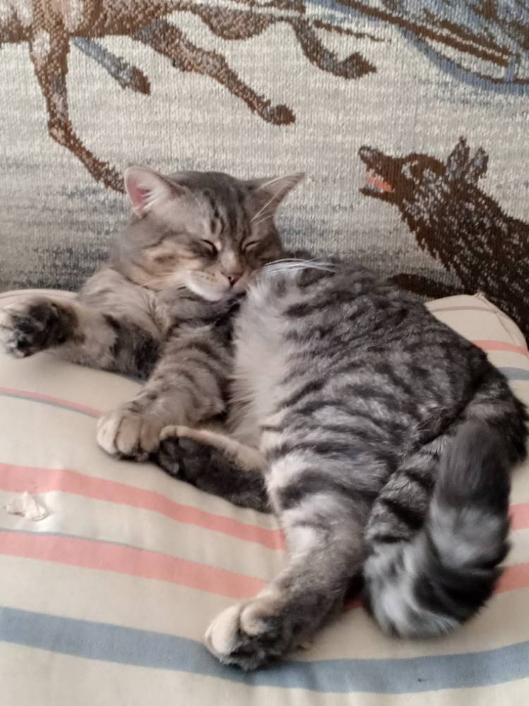 Картинка загружается...