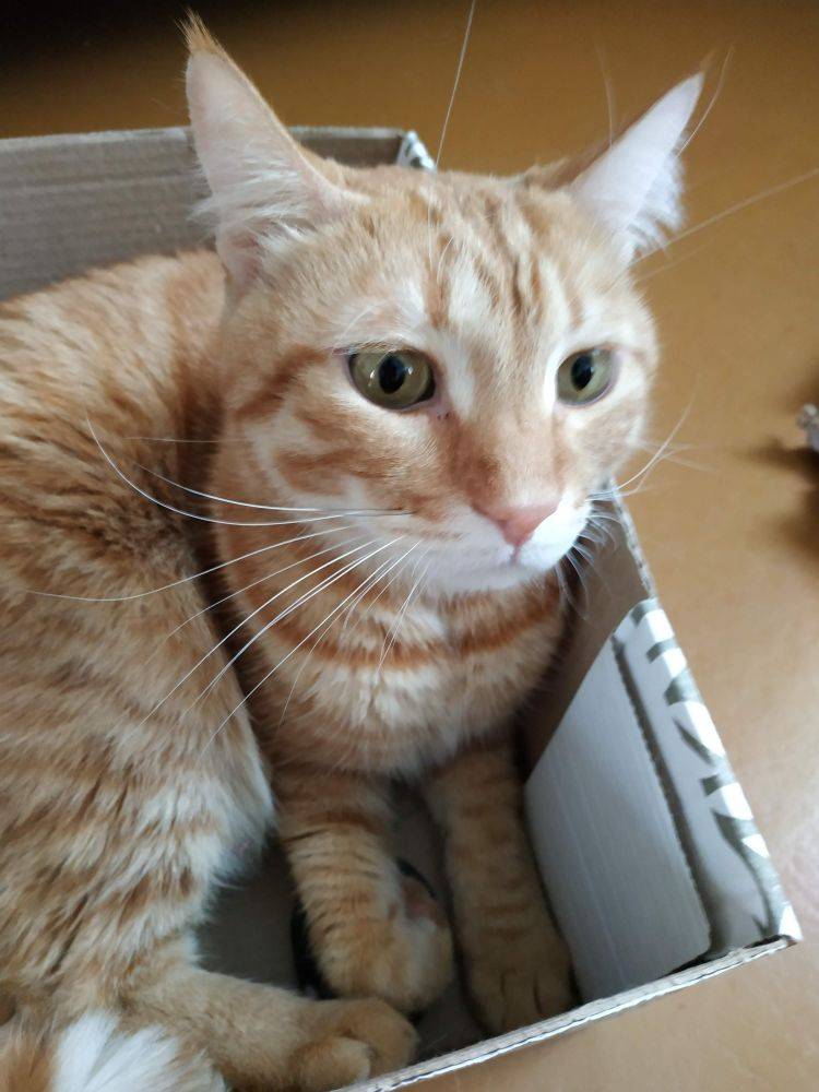 Картинка загружается...