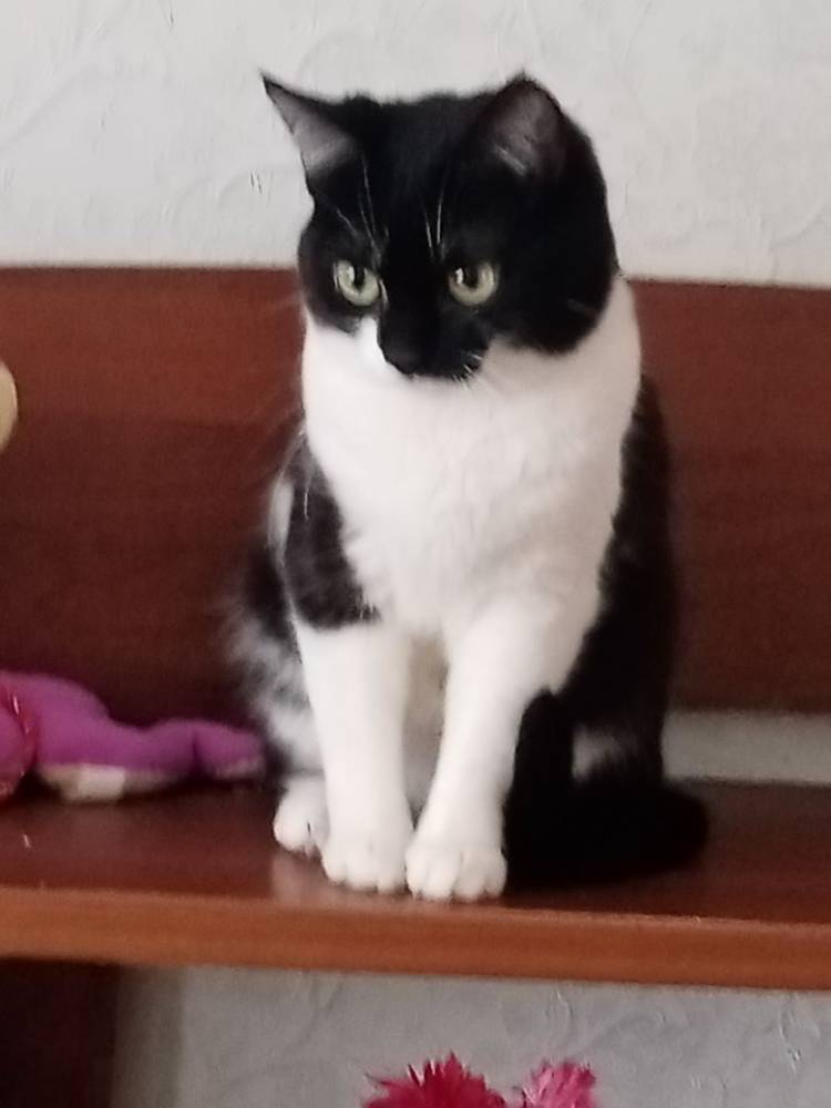 Картинка загружается...