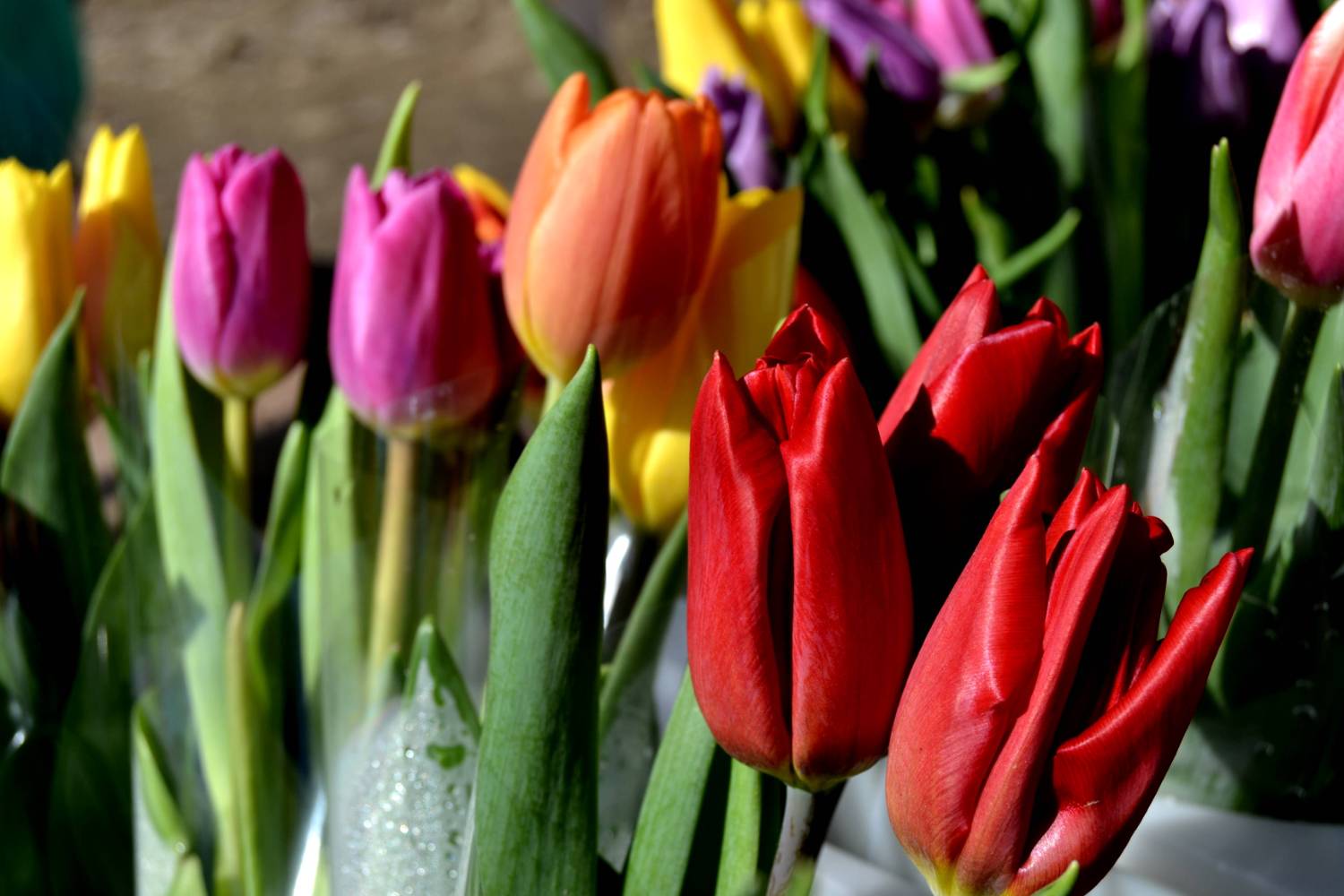 Картинка загружается...