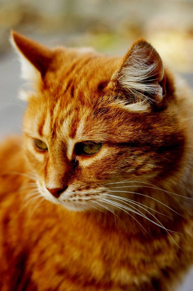 Картинка загружается...