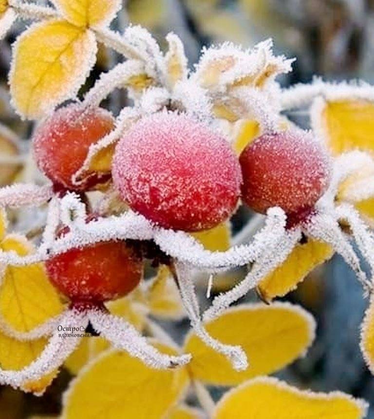 Картинка загружается...