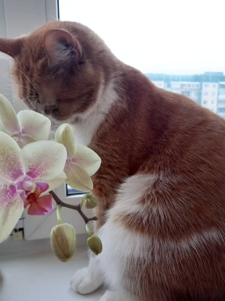 Картинка загружается...