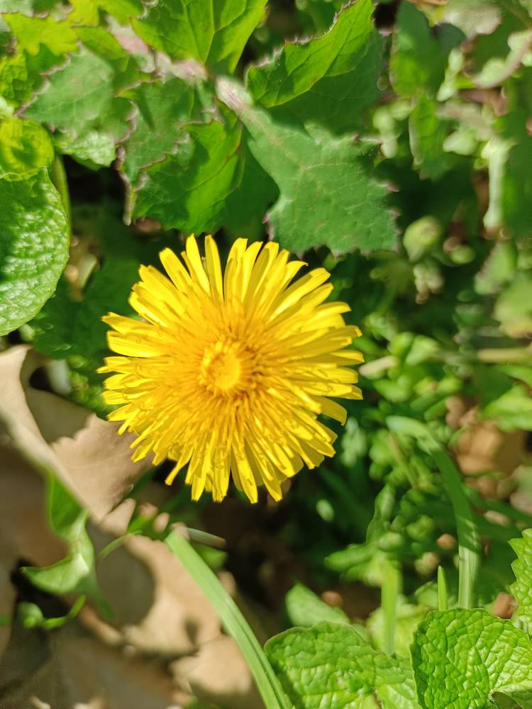 Картинка загружается...