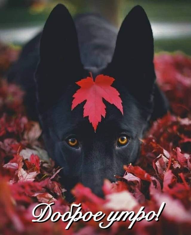 Картинка загружается...