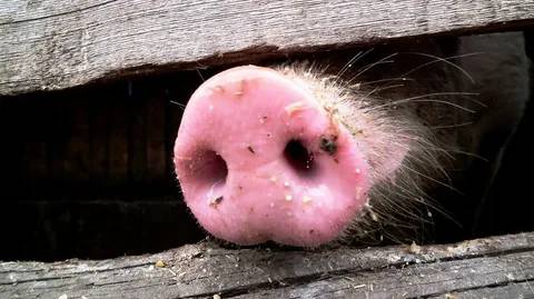 Картинка загружается...