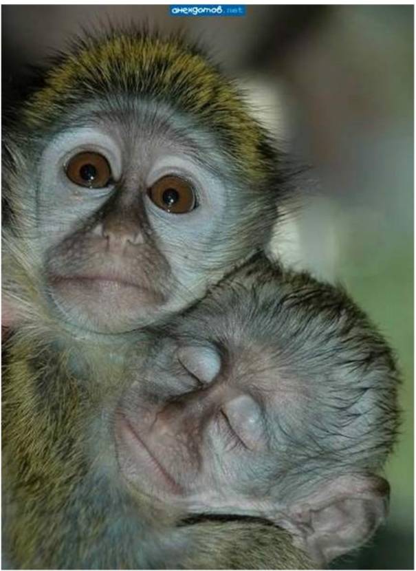 Фото смешной обезьянки. Прикольные обезьянки. Забавные обезьяны. Смешная мартышка. Картинки обезьянки прикольные.