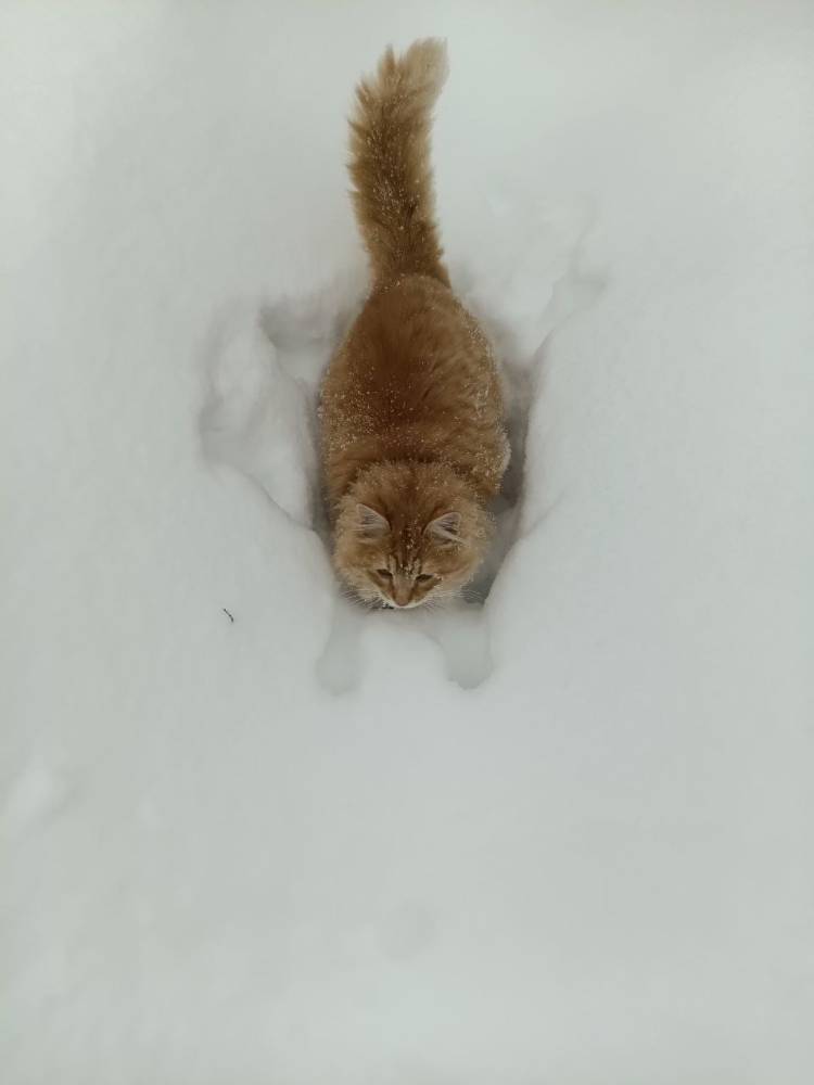 Картинка загружается...