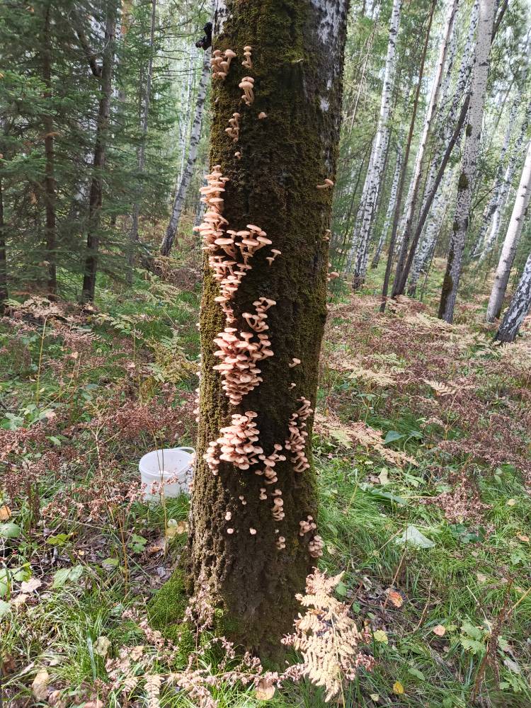 Картинка загружается...