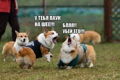 Картинка загружается...