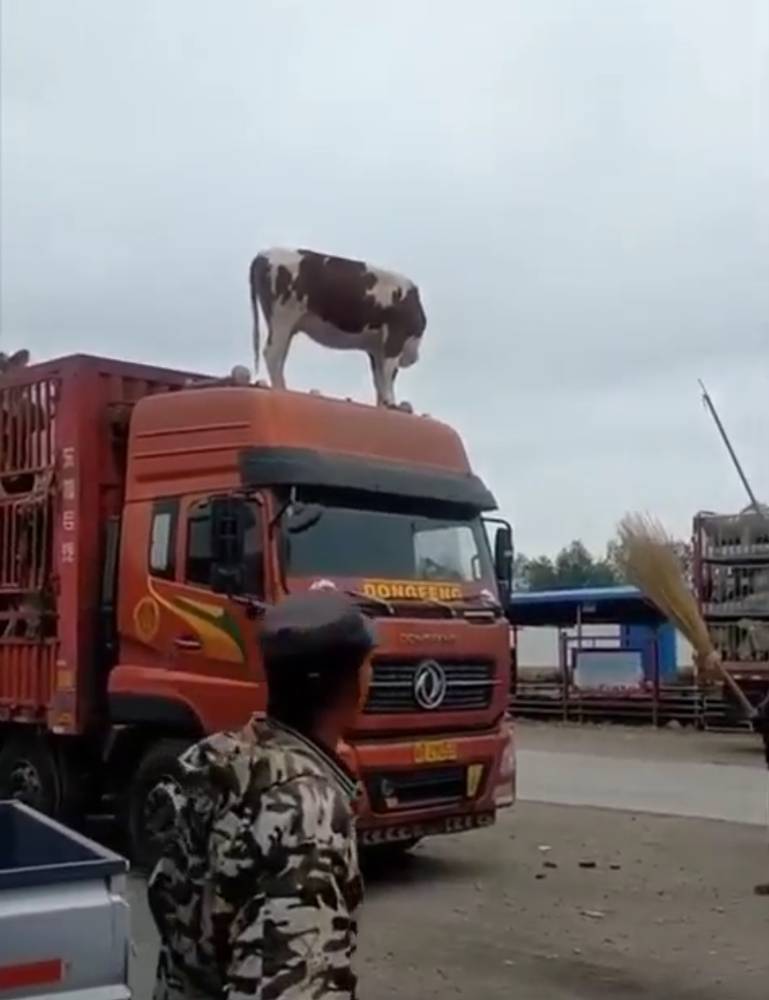 Картинка загружается...