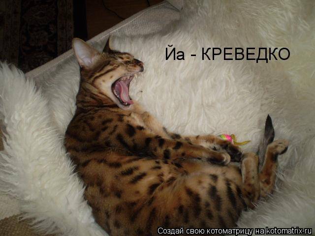Картинка загружается...