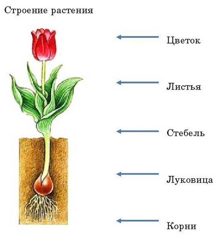 Схема строения цветкового растения