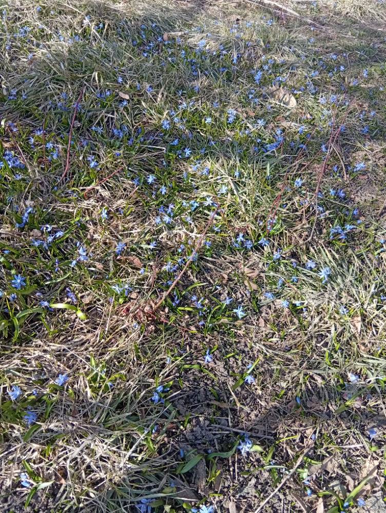 Картинка загружается...