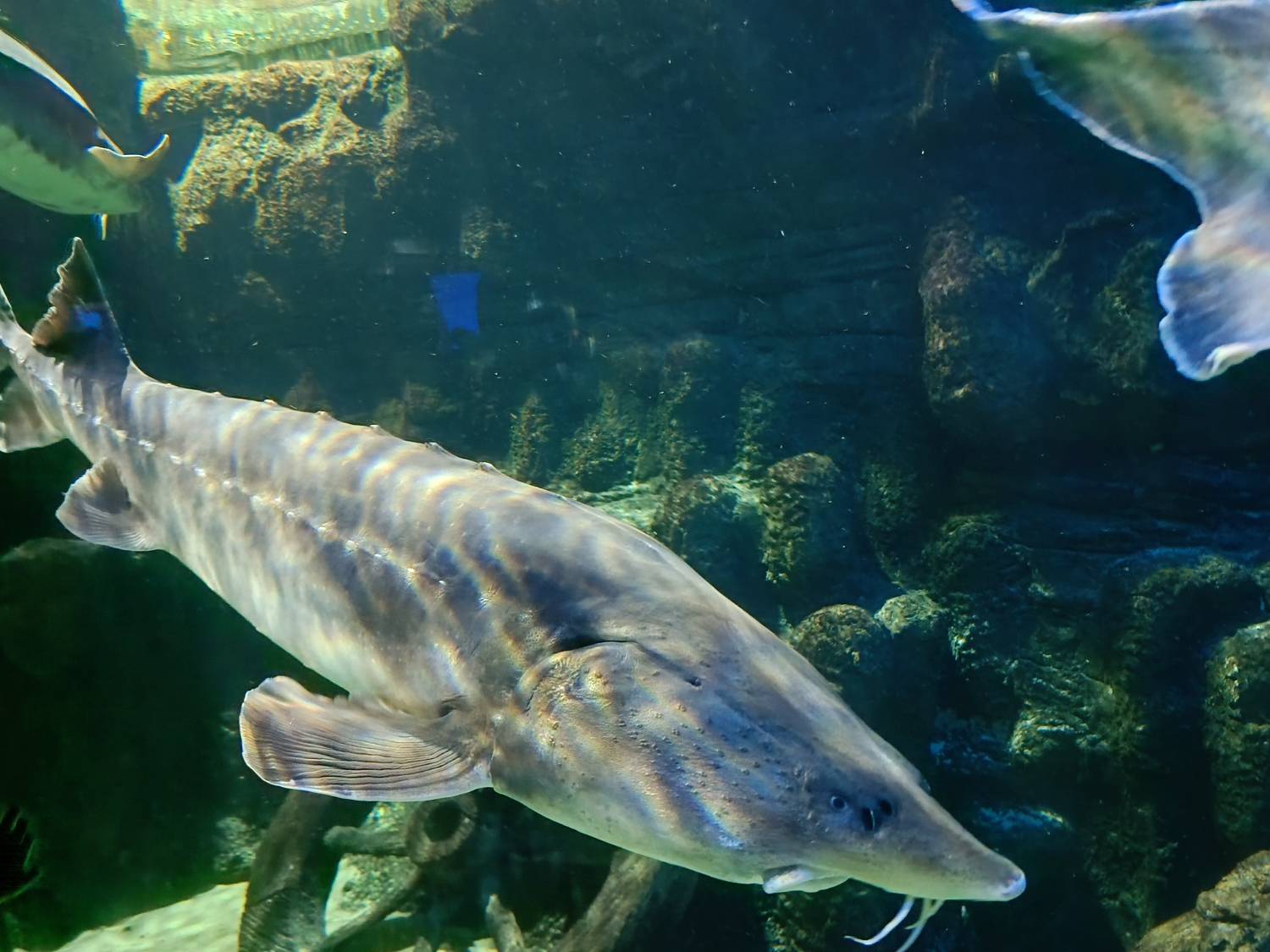 Картинка загружается...