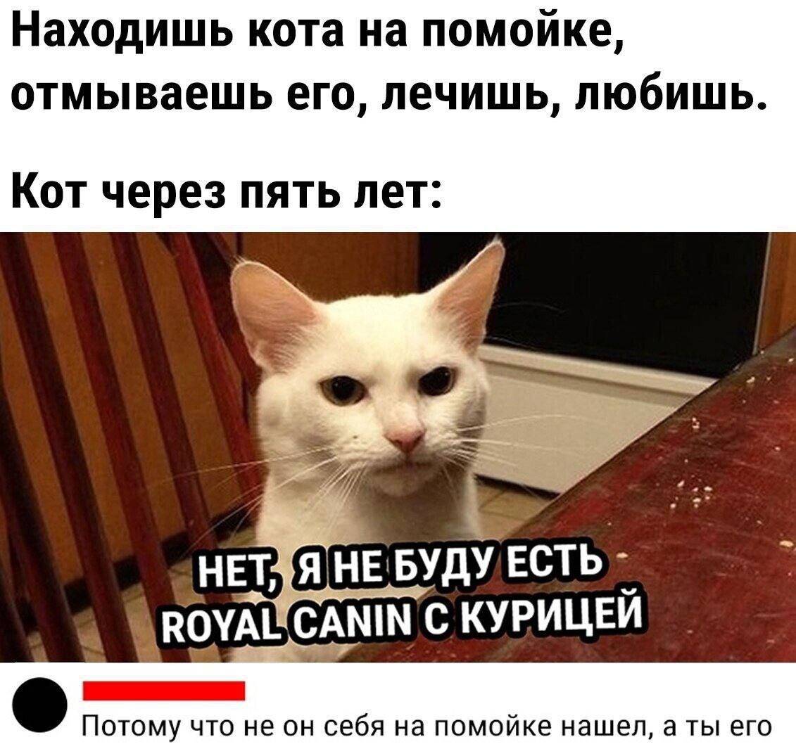 Быстро привыкну