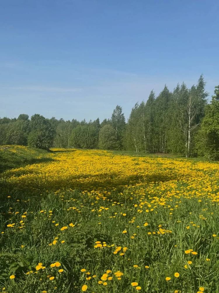 Картинка загружается...