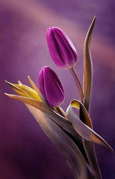 Картинка загружается...