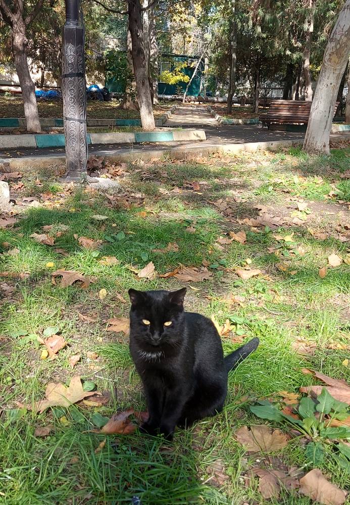 Картинка загружается...