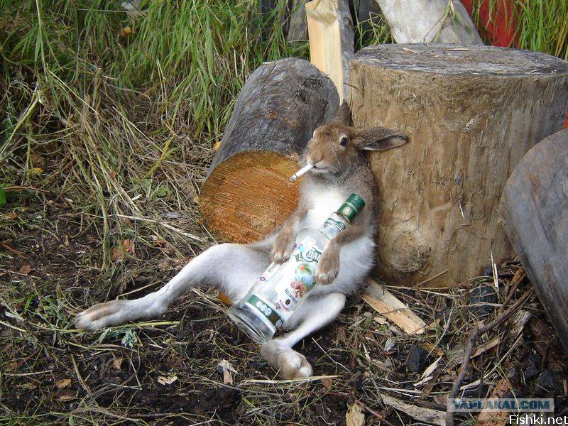 Картинка загружается...