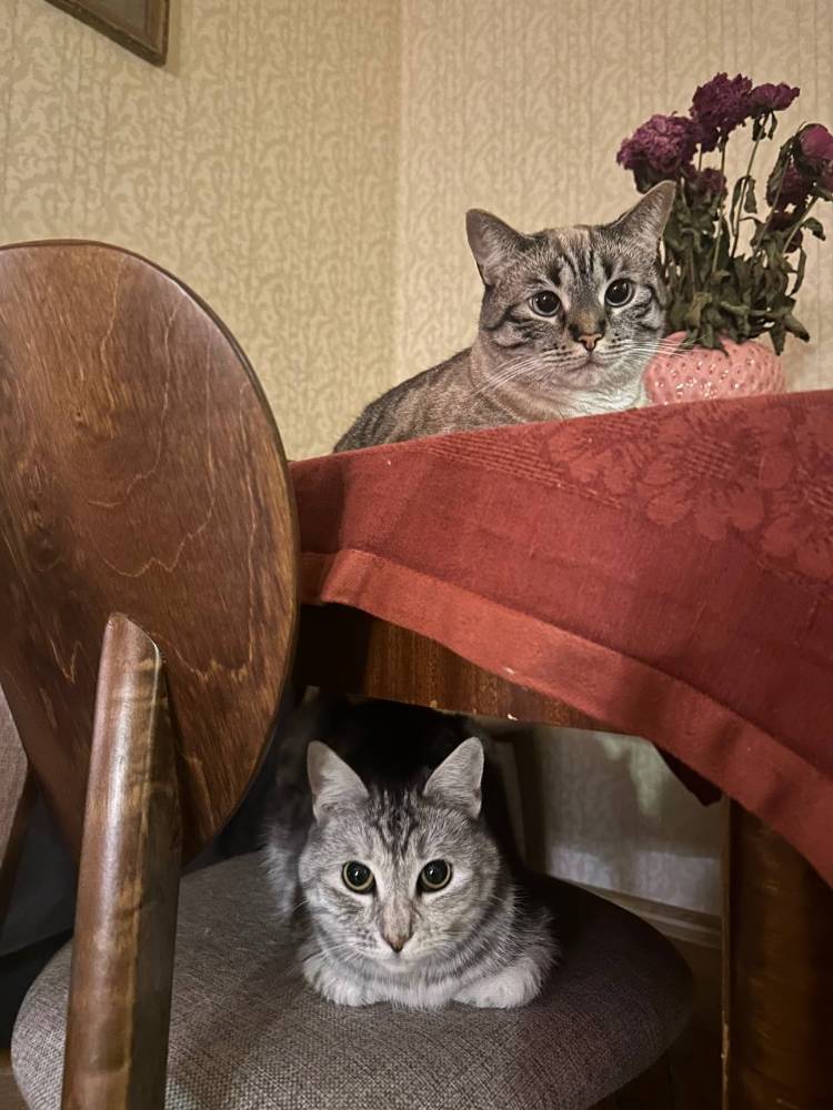 Картинка загружается...