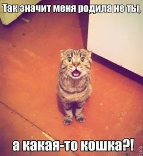 Картинка загружается...